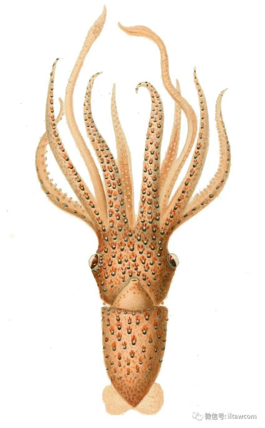 海洋科普1259中国海域鱿鱼图鉴