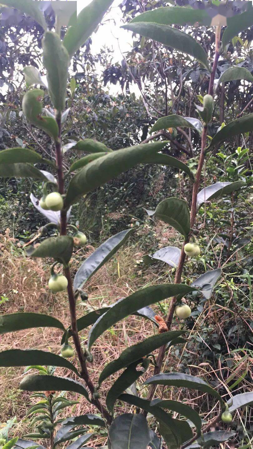 【原創】天府高家(鰲陵)往事:集中茶場(三)_茶樹