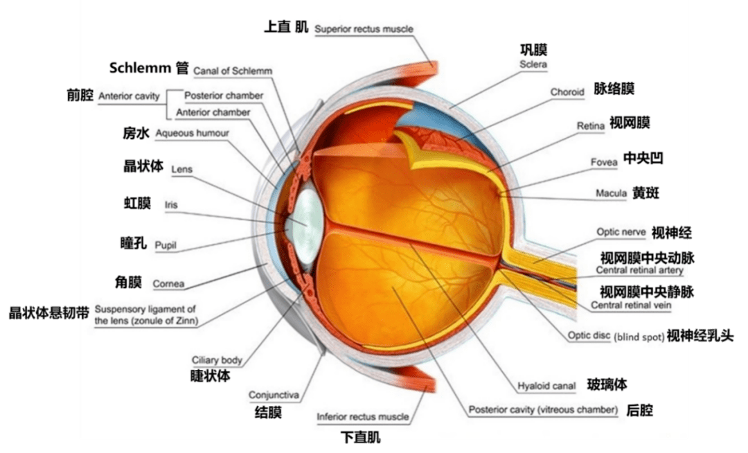 眼睛内部构造图片