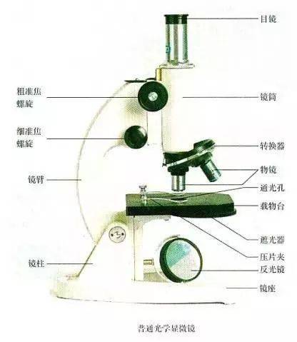 顯微鏡的結構圖