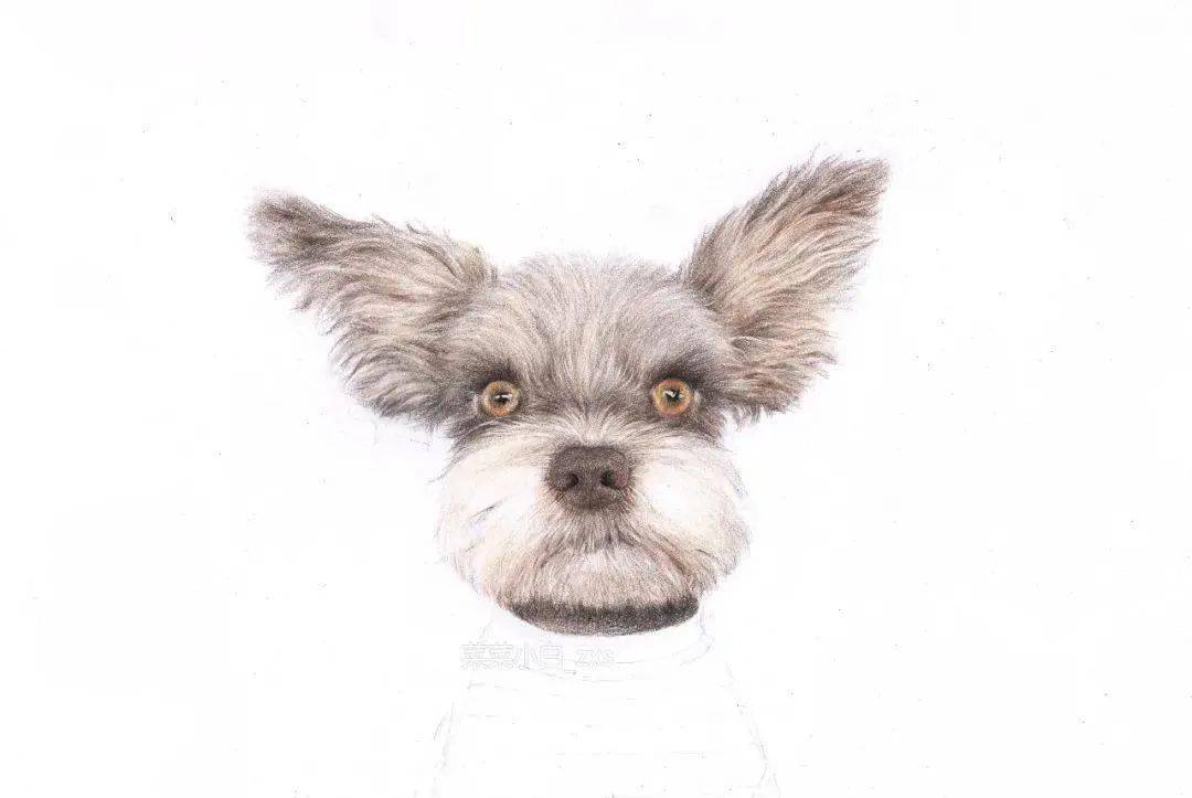 彩铅| 可爱的小奶狗_手机搜狐网