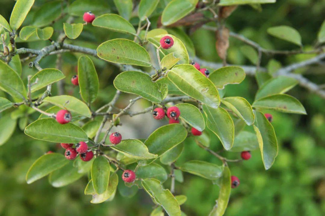 上海植物园里的小红豆