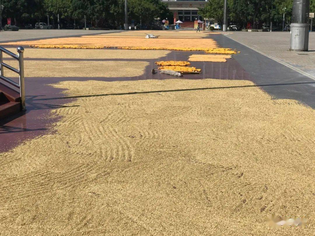 晒谷谁与争锋隆安蝶城广场变身晒谷场