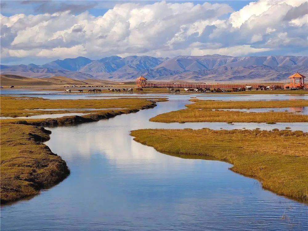 枯草黄,秋水长,勾勒出晚秋甘南河曲马场的寂静唯美!_草原