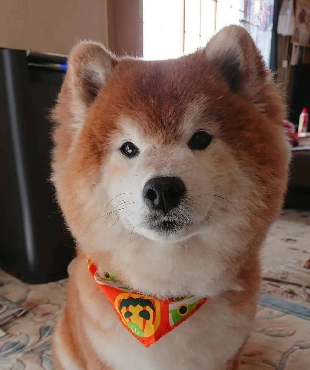 什么长毛柴犬,这明明就是一只假狗!_手机搜狐网