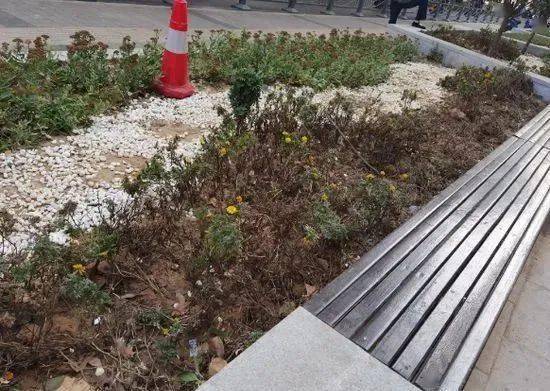 郑州绿化花草种了不到一个月就枯死了谁干的