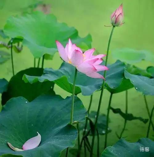 从此,心如莲花,不再恨人!