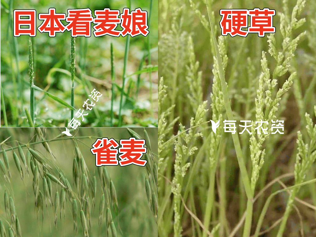 冬前小麦除草,除草剂优缺点大比拼!