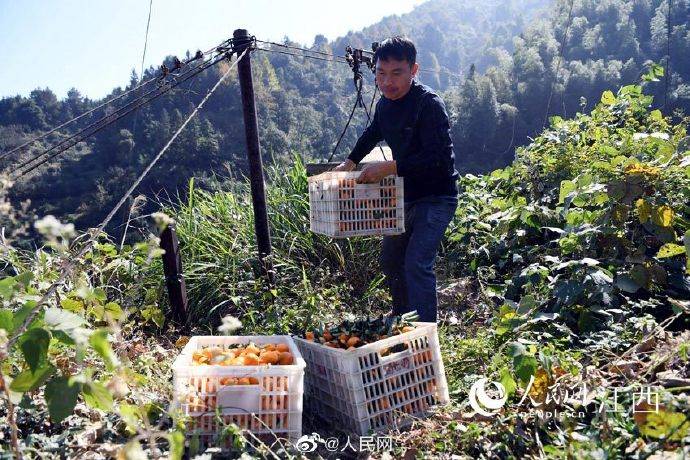 果农自建索道从350米高山运蜜桔