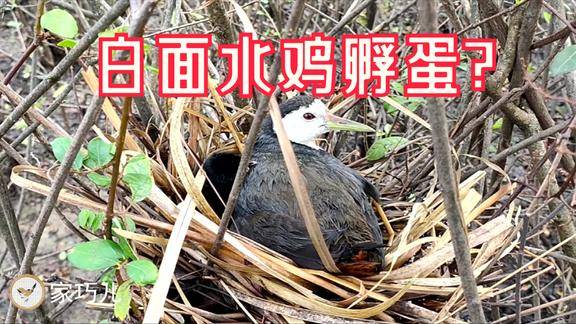 漂亮的白水鸡孵蛋有小鸡出壳了绒毛是为啥是黑色的