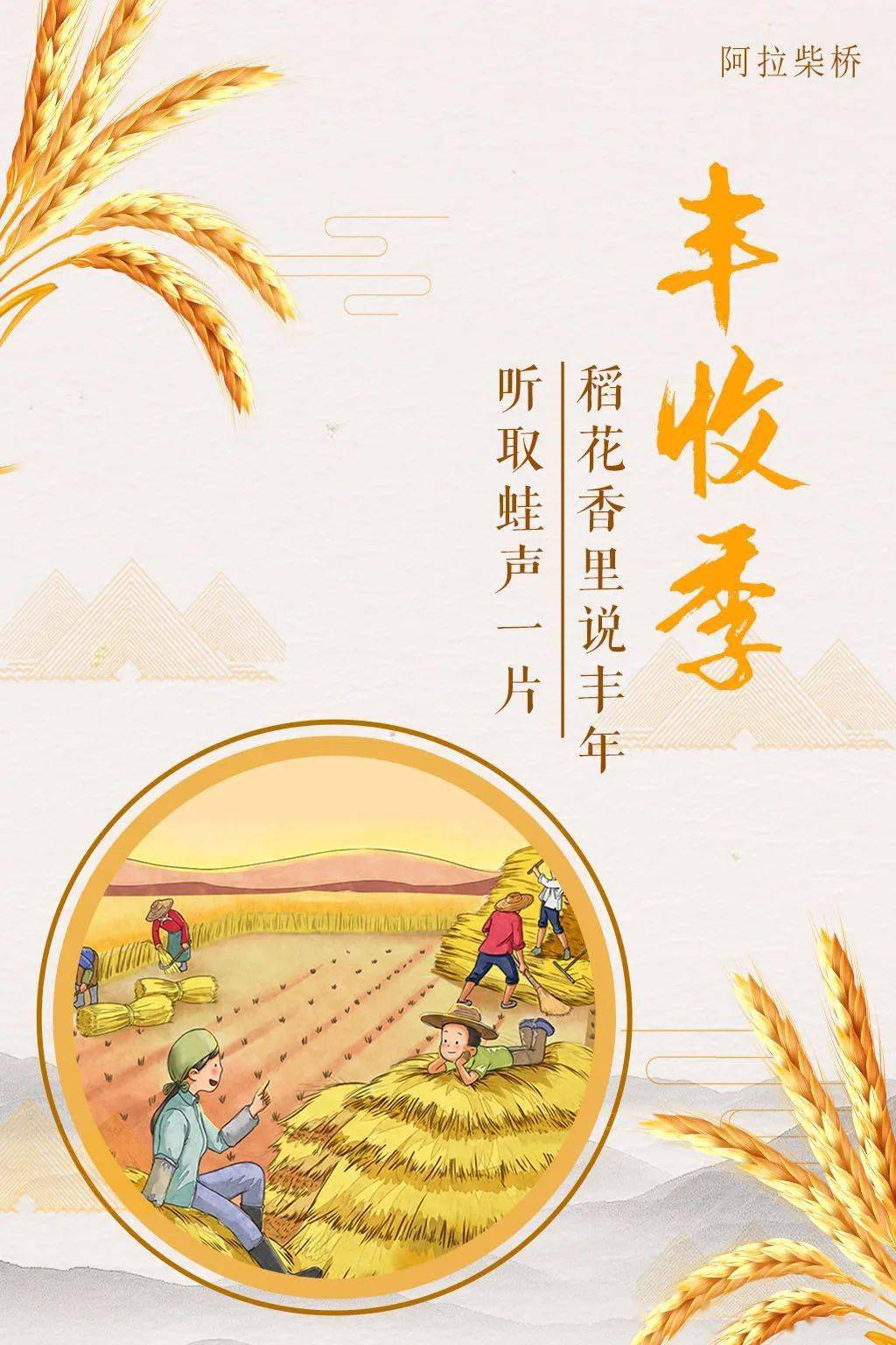 稻谷黄秋收忙柴桥百亩稻田奏响丰收曲