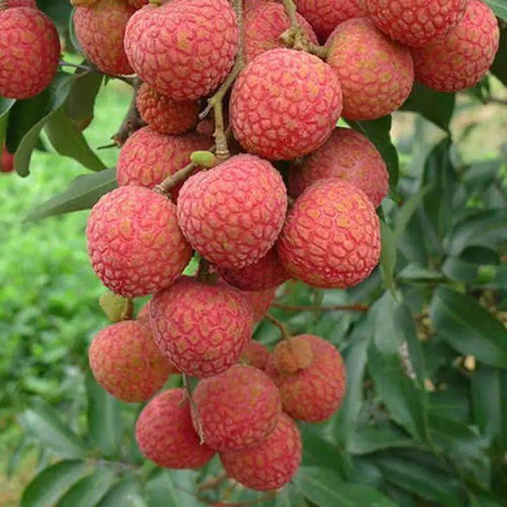 【文广优选】福建漳州荔枝黑叶荔枝 应季当季健康滋补生鲜水果