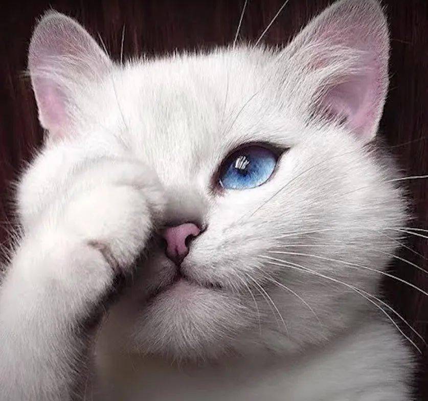 世界上最会赚钱的猫咪,靠着颜值,就这么走上了猫生巅峰啊