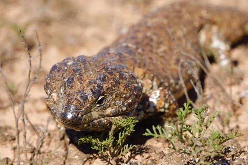 松果蜥相伴余生,这是爬宠圈最纯粹的爱情故事!