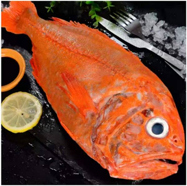 长寿鱼 禁止食用图片