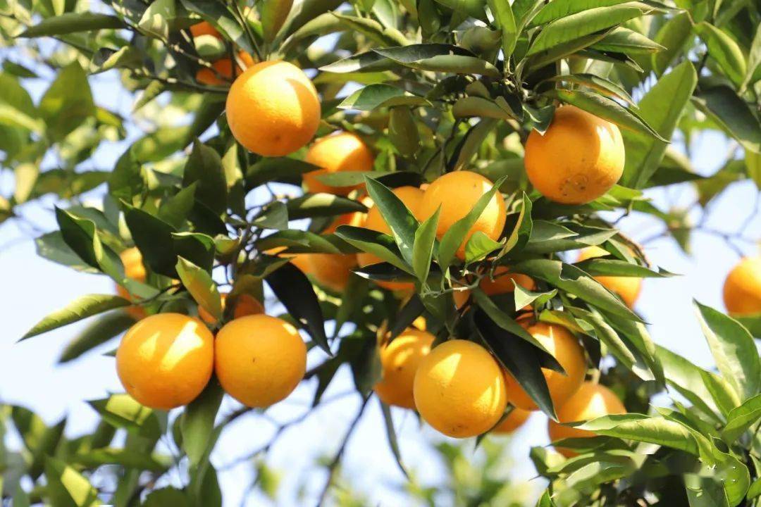 走,周末摘橘子去~_柑橘