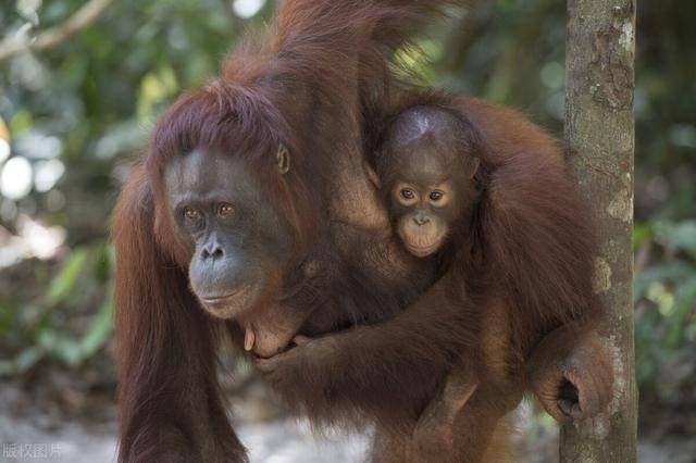 英国摄影师捕捉有爱一幕,小猩猩亲吻母亲,网友:太有爱了