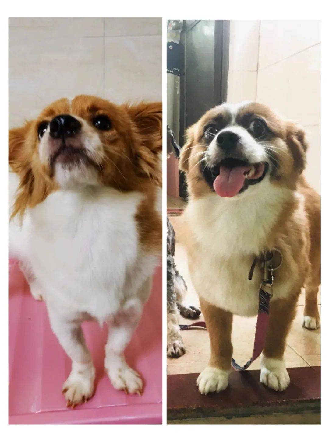 救助领养网红狗哈尼求领养