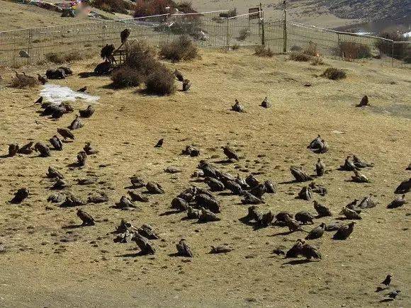 藏地最大的天葬台直贡梯寺丨带你了解神秘的灵魂超度