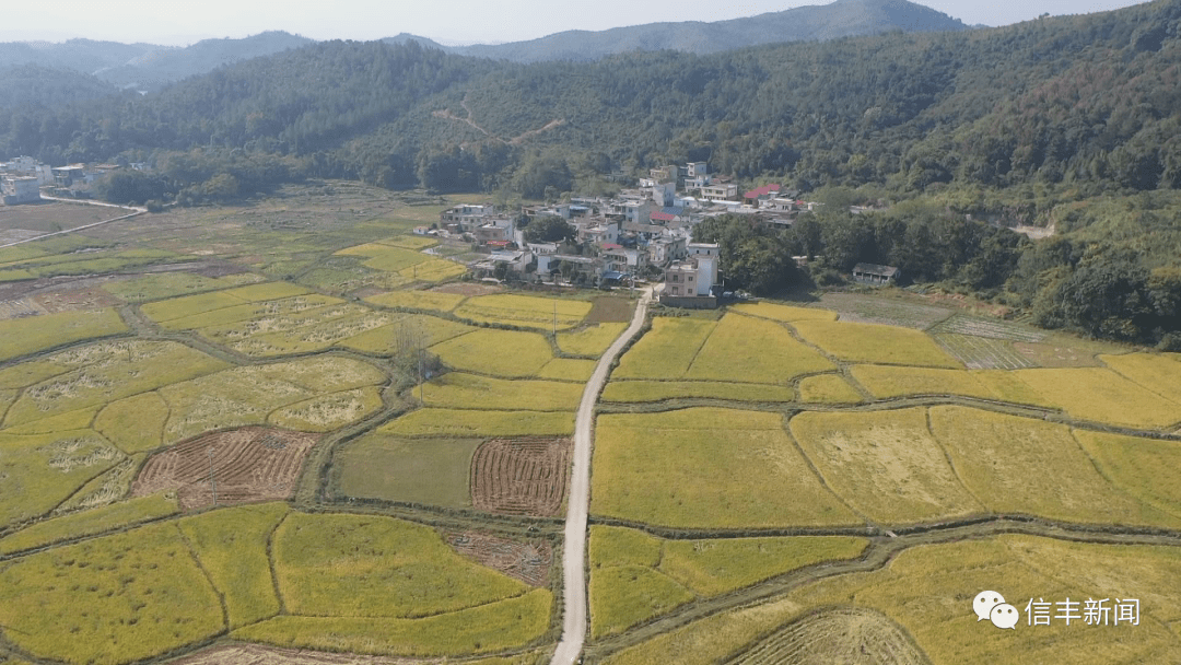 小江镇柳塘村:风吹稻浪香 金秋抢收忙_手机搜狐网