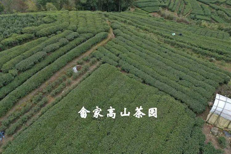 彭州白茶村图片