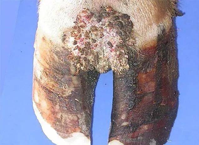 蹄跟后侧,蹄球之间的皮肤表面出现红肿,亮红或黑色圆形糜烂和炎症