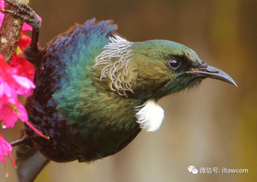 物種圖冊簇胸吸蜜鳥