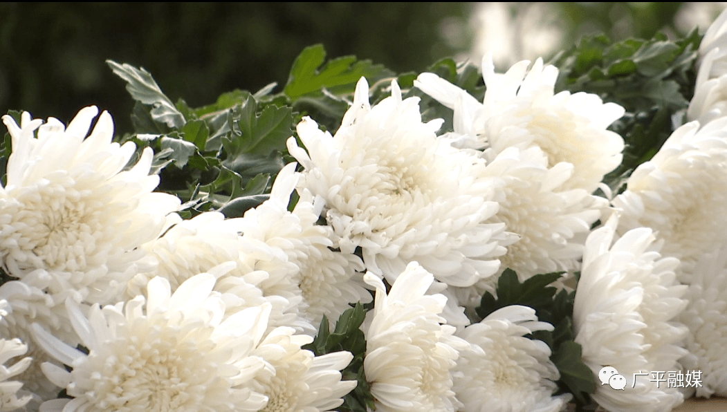 寒衣节广平公墓鲜花换纸钱文明祭哀思