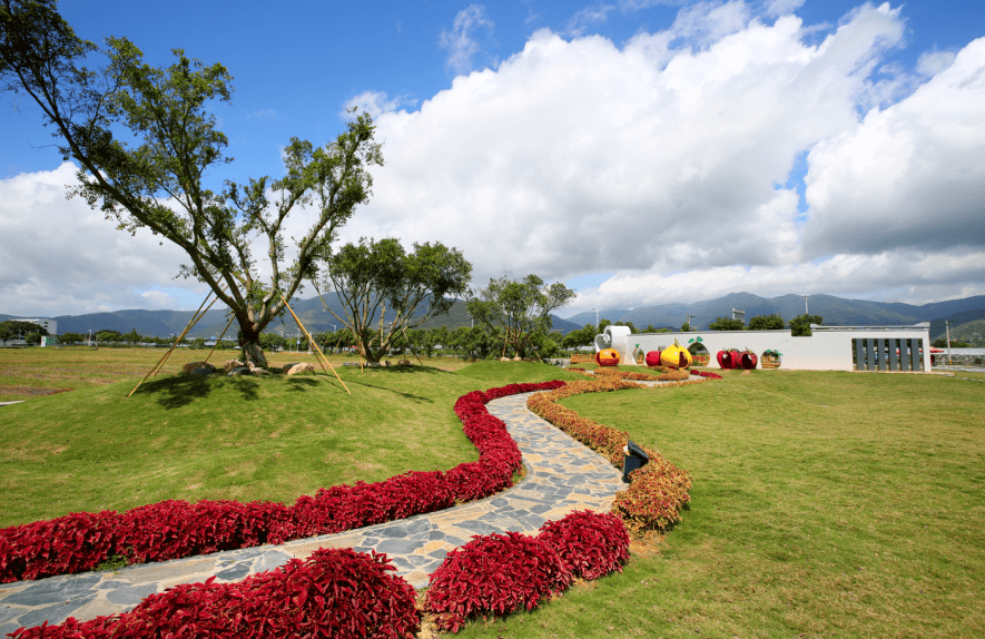 又到了摘马站四季柚的时候了