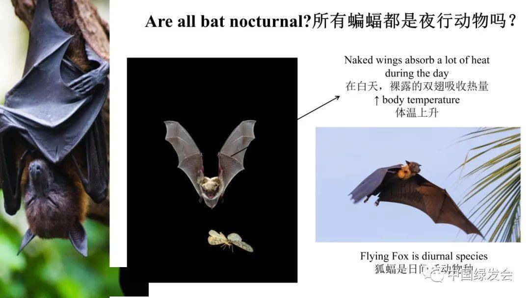 2020生物多样性与人类健康科学传播系列活动进校园认识蝙蝠在大流行病