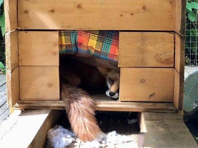 俄罗斯小哥从皮草农场救回小狐狸如今这毛茸茸的大尾巴也太可爱了