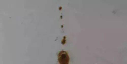 蜜蜂排泄粪便图片图片