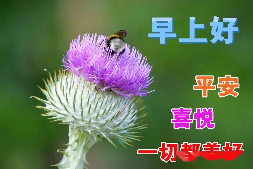 11月16日最漂亮早上好动态表情图片大全早晨好动图美图大全