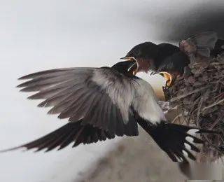 于檐隐者而言掸去春的烟灰,暑气窜上枝头彼时,堂前飞燕如是说花褪残红