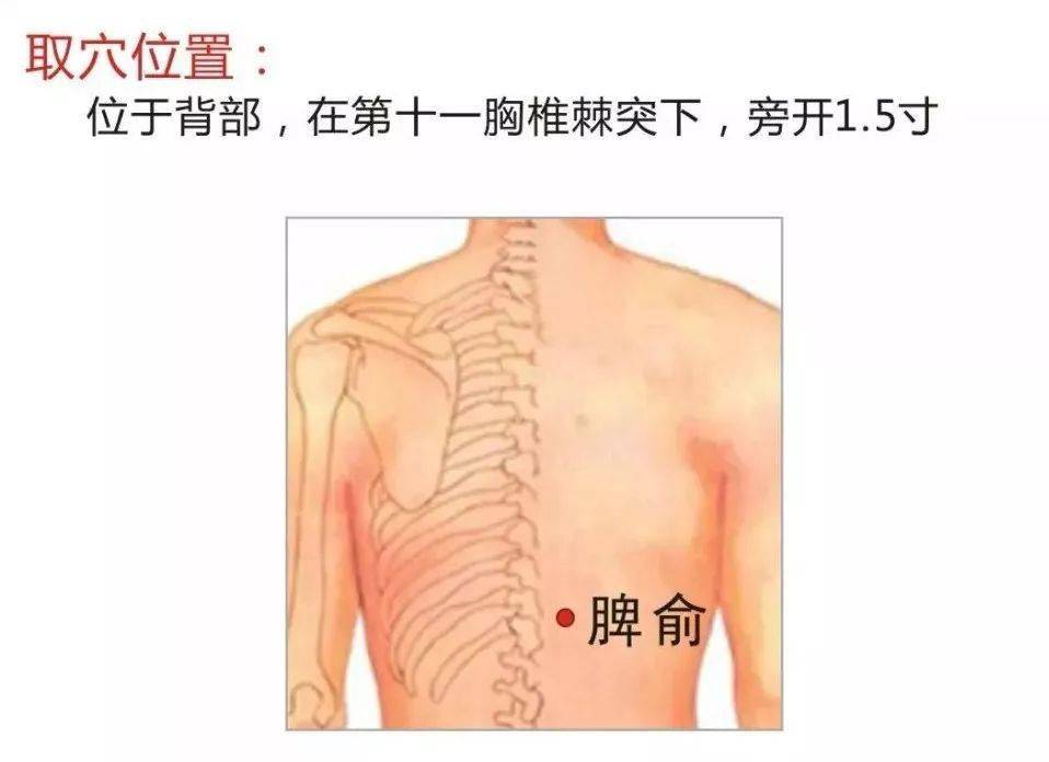 05,灸脾俞穴:促进营养吸收