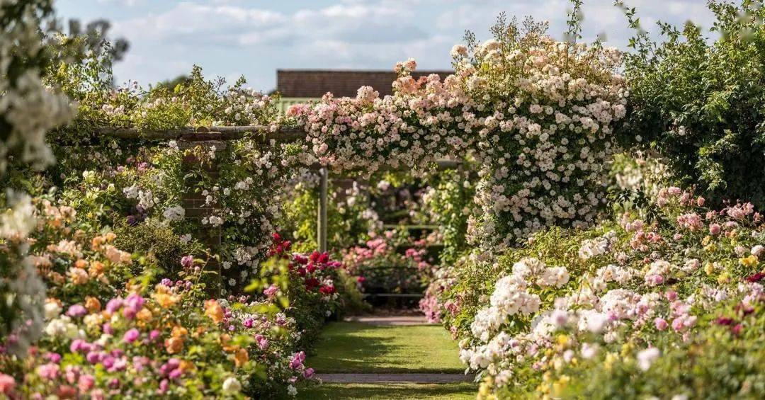 从零开始打造一座月季花园上