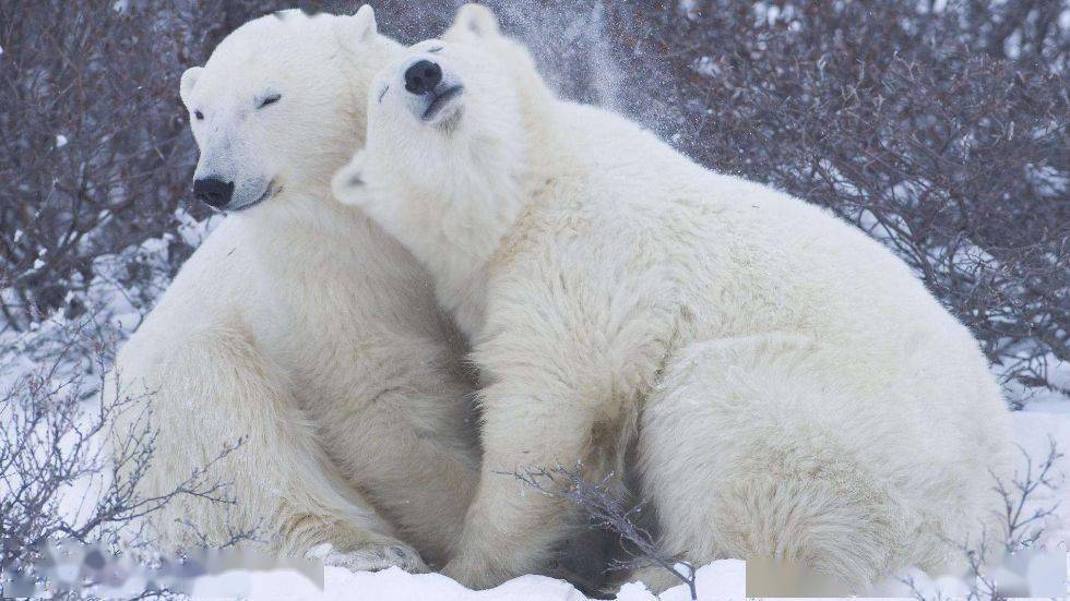 12动物之走兽类2虎熊马鹿大行动物