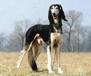 生吉犬(basenji)38,荷兰毛狮犬(keeshound)39,丹麦布罗荷马獒(danish