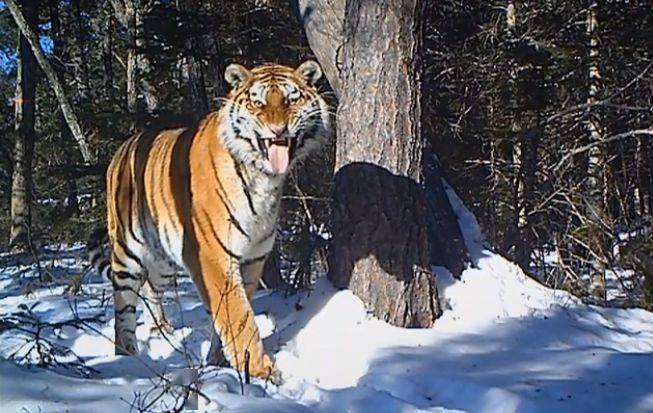 12动物之走兽类2虎熊马鹿大行动物