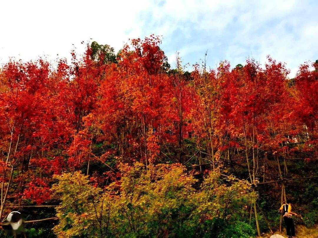 别羡慕香山红叶了福州这处公园的红枫林已美成仙境快去刷一波烂漫