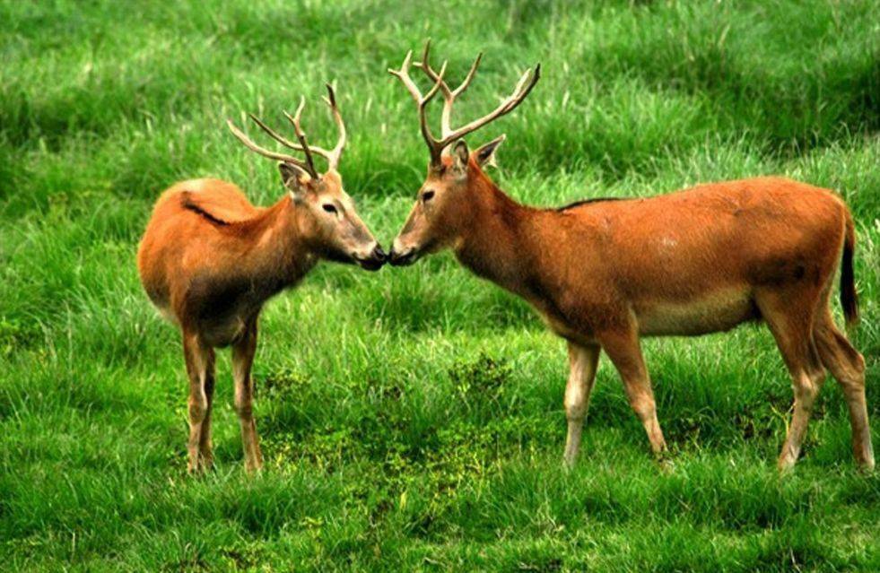 12动物之走兽类2虎熊马鹿大行动物