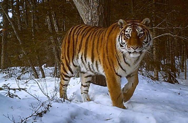 12动物之走兽类2虎熊马鹿大行动物