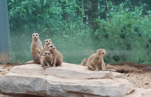 17今日,景區動物園引進了來自內蒙古大興安嶺的馴鹿群,為復壯中國馴鹿