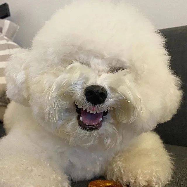 一只狗露齿笑的表情包图片