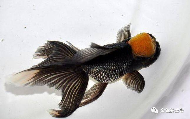 品鉴这种金鱼光华内敛不彰不显低调奢华