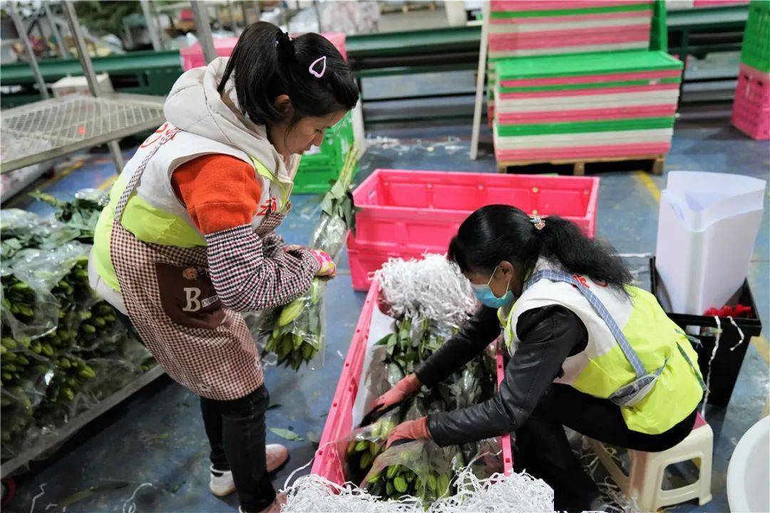 全程低温保鲜90万支云南鲜花明日抵沪