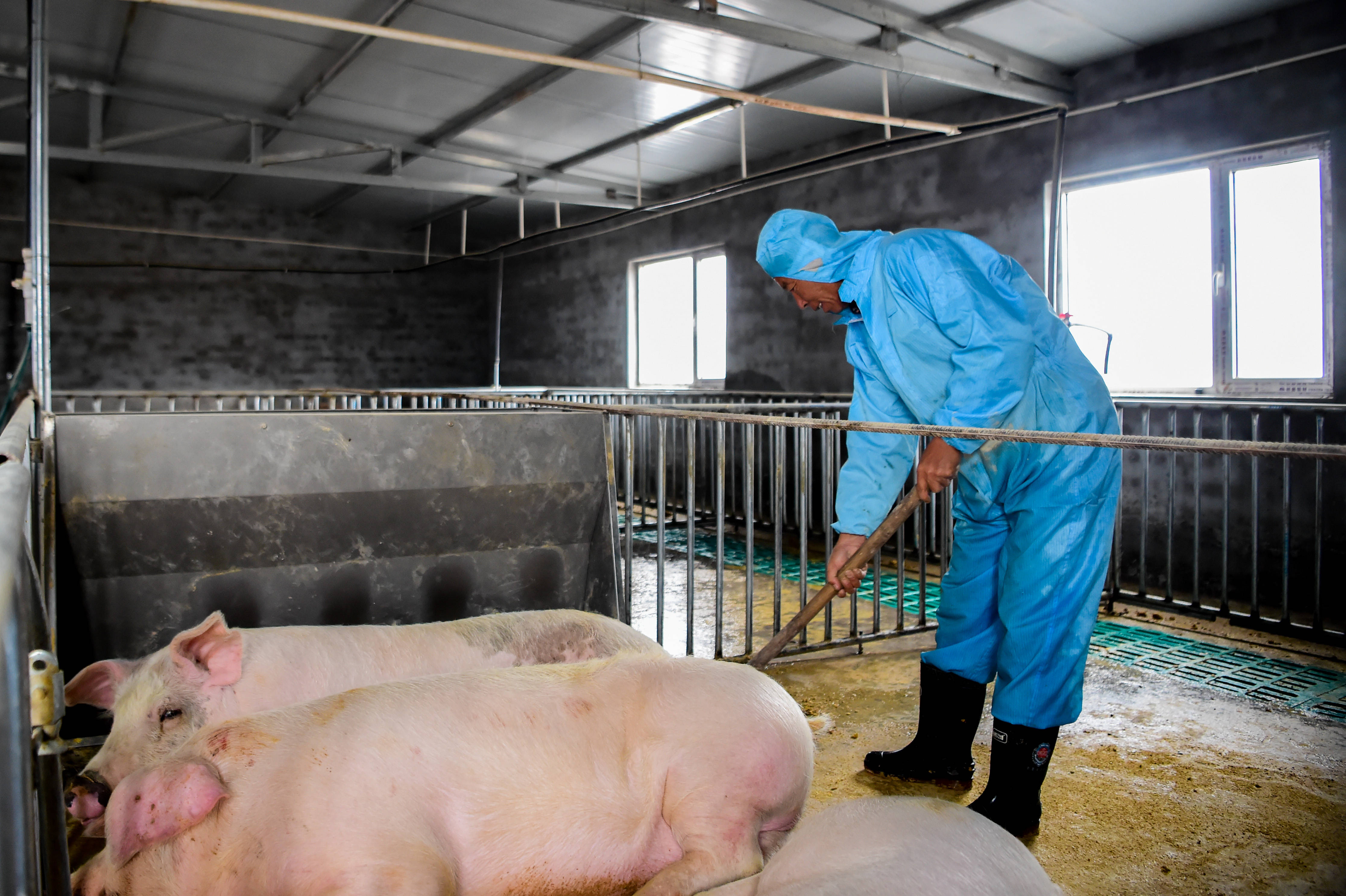 内蒙古伊金霍洛旗:推行生猪标准化养殖 改善村容村貌