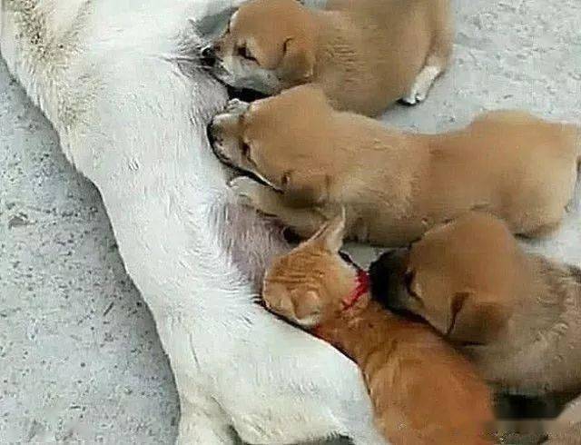 某天,一只母田园犬躺在院子里给小狗们喂奶,本是一副非常和谐美好的