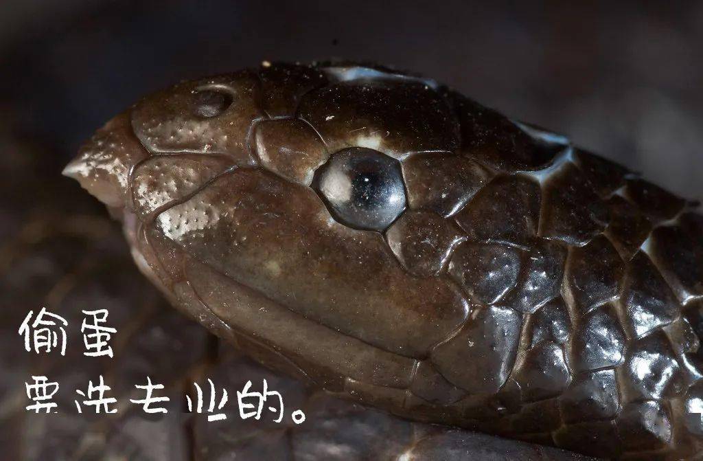 海蛇:剧毒的牙齿 "与世无争"的性格 这两者一点都不冲突