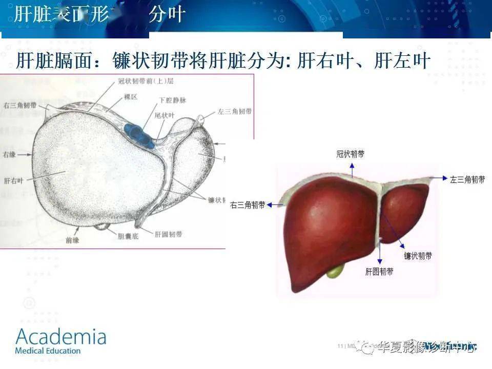 肝脏的基本解剖及分段